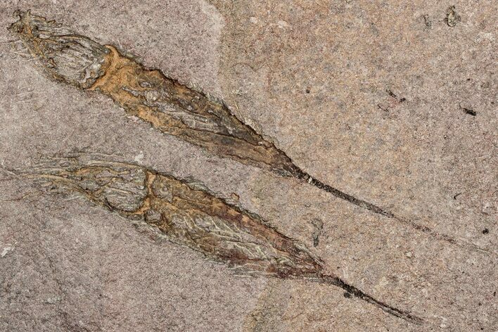Eocrinoid (Ascocystites) Mortality Plate - Ordovician #305167